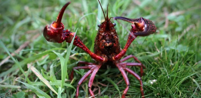 Amerikaanse rivierkreeften in de Krimpenerwaard bij Vroege Vogels TV