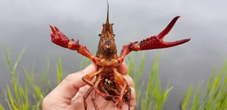 Kreeftenonderzoek in Ede