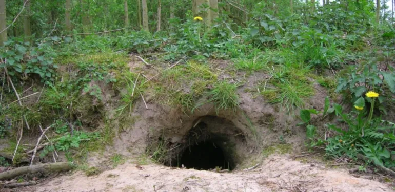 Holle ruimten door bevers, dassen en ratten effectief in beeld met 3D-grondradar