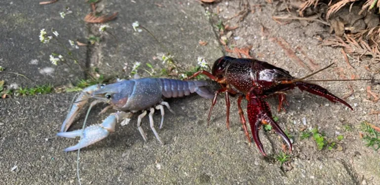 De (blauwe) rode Amerikaanse rivierkreeft