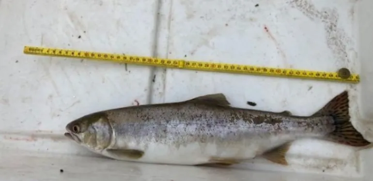 Bultrugzalm voor het eerst waargenomen in Nederland