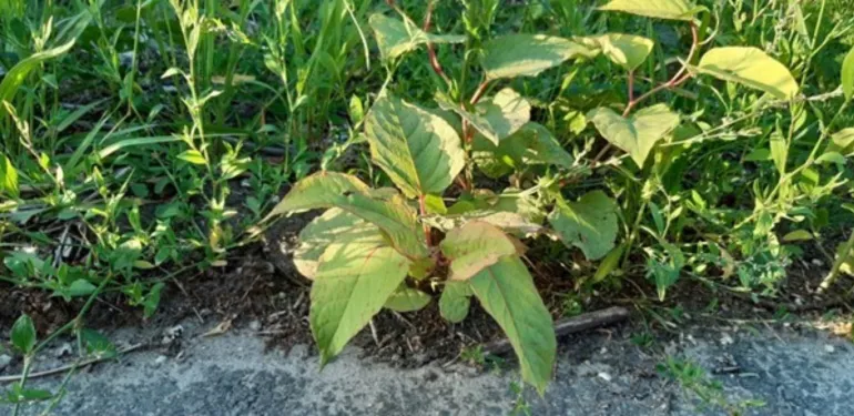 Onderzoek voorkomt ellende bij grond met duizendknoop
