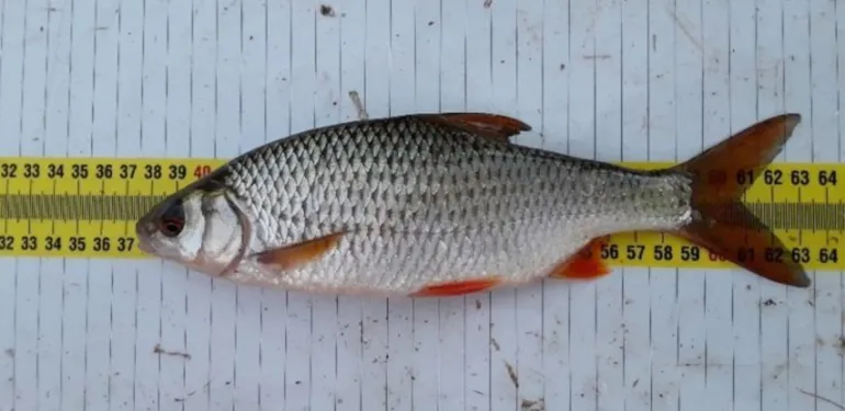 Ecotoxicologisch onderzoek: Vissen verzamelen voor chemische monitoring biota