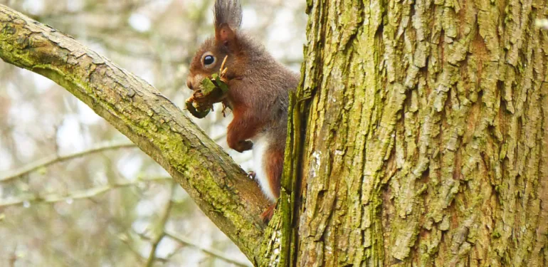 Nesten in boomholten