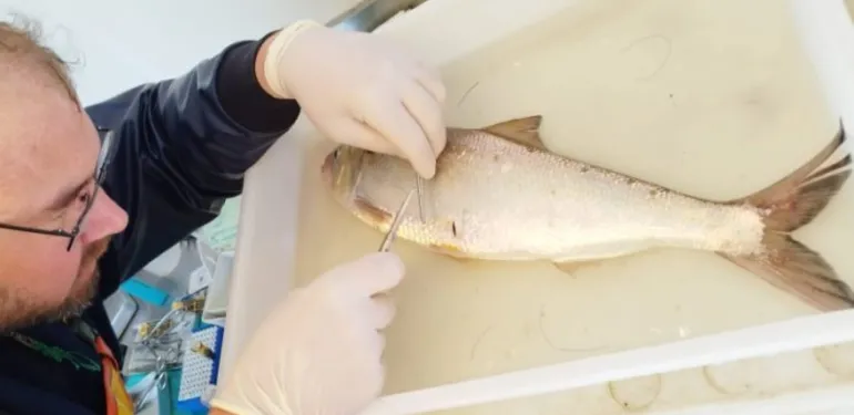 Onderzoekers volgen zeldzame vis met geluidszender