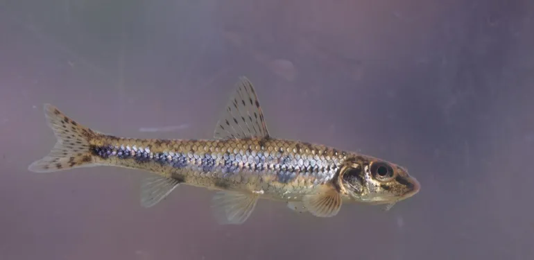 De invloed van droogte op de visstand in Brabantse beken