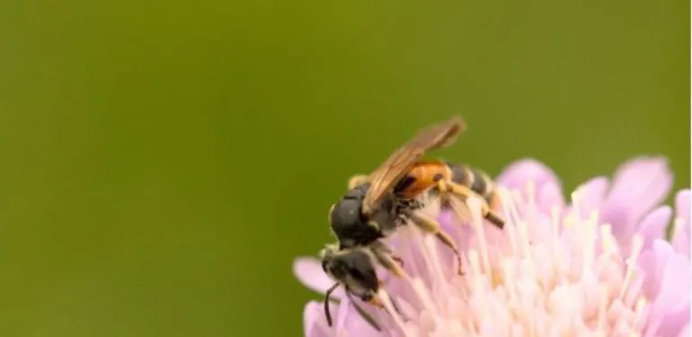 Herstelplan voor Knautiabij gepubliceerd op Nature Today
