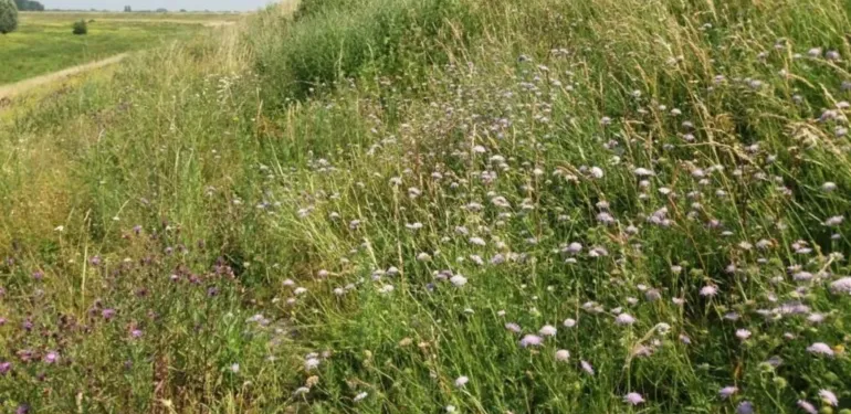 Collega Douwe Schut te horen op Radio 1 bij Vroege Vogels over de Knautiabij