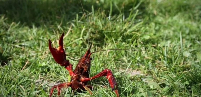 Doorgronders helpen met onderzoek naar overlast door Amerikaanse rivierkreeften