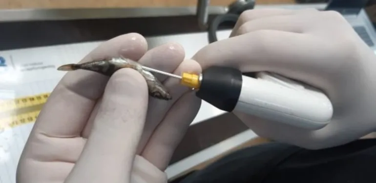 Beter inzicht in migratiegedrag van kleine vissoorten