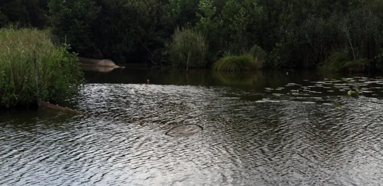 (Broed)vogelkarteringen (BMP/SNL)