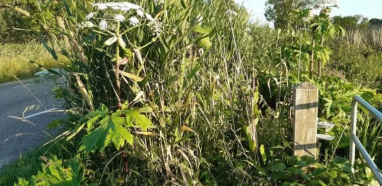 Invasieve exoten; een plaag voor onze natuur