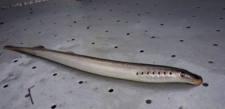 Gezenderde rivierprikken op reis naar goede paaigronden