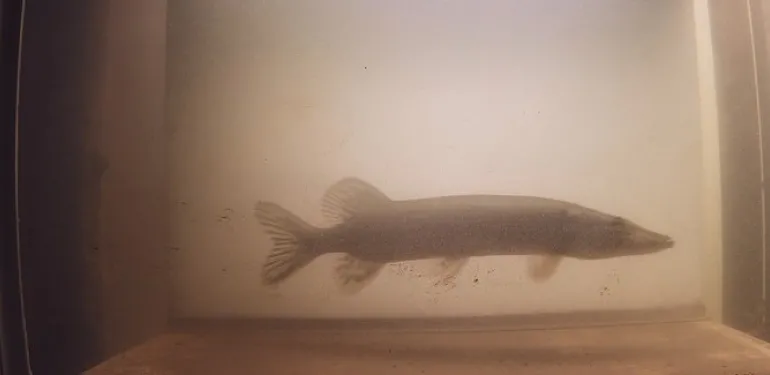 Snoek onderwatercamera