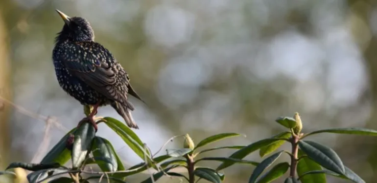 Soortenmanagementplan scheelt tijd bij renovatie- en bouwprojecten