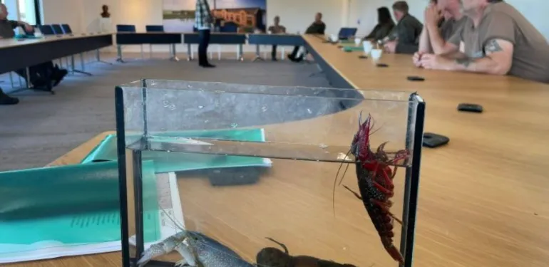 Unieke samenwerking voor rivierkreeftmonitoring in Friesland