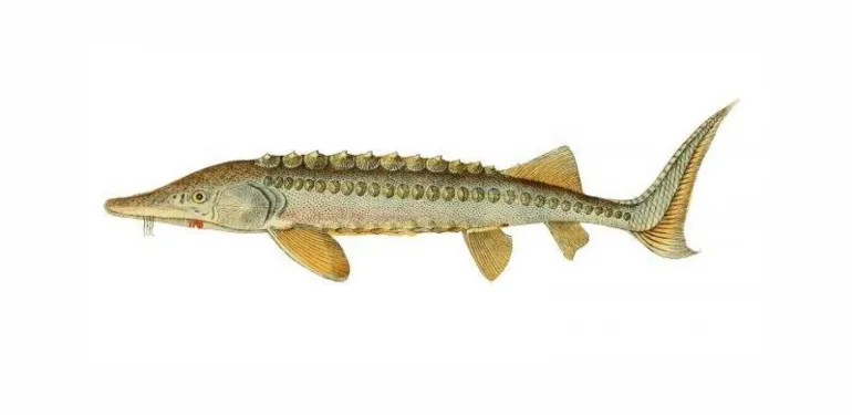 Voldoende voedsel voor steur in de Rijn (publicatie Nature Today)