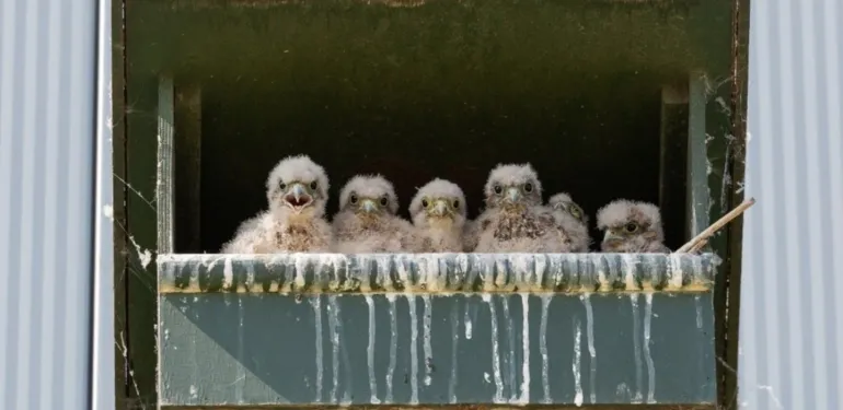 Torenvalken broeden bij distributiecentrum, dankzij BREEAM