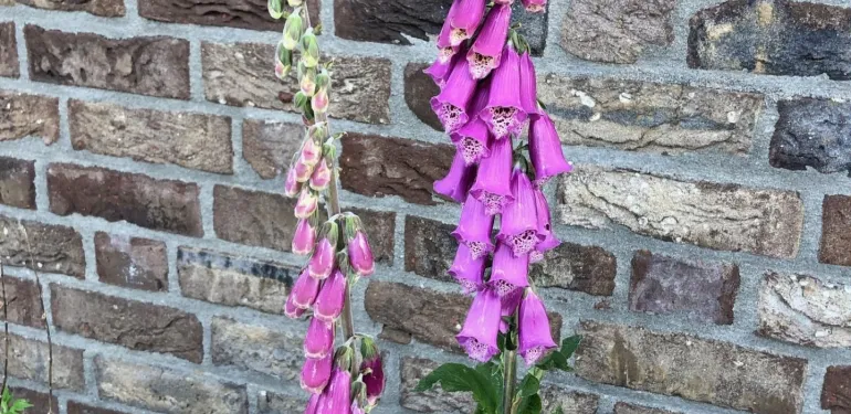 Wat doet u om grijs groener te maken?