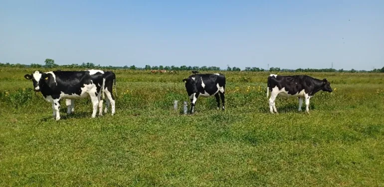 Wat doet verhogen van het waterpeil met oevers, vegetatie en grondwaterstand in een veenweidegebied?