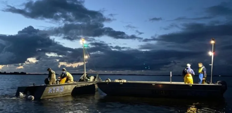 Groot visonderzoek in Friese wateren