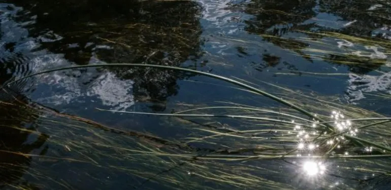 Visstandonderzoek Oostvoornse Meer