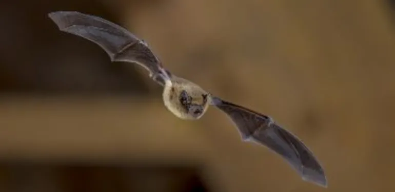 Vleermuizen in het riool: Collega Rienk bij Vroege Vogels