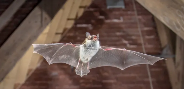 Vleermuizen bestrijden vliegen