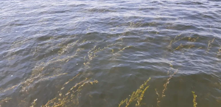 Onderzoek naar water- en oeverplanten in het Markermeer en zuidelijke randmeren