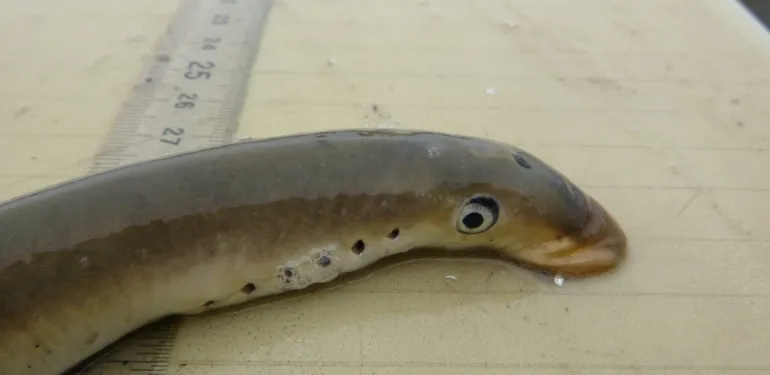 Keienkussers op vrijersvoeten; paaimigratie van de zeeprik in Visionair