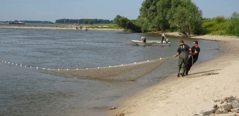 De kraamkamers van de Nederrijn en Lek
