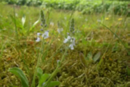 Bermbeheerplan gemeente Noordenveld