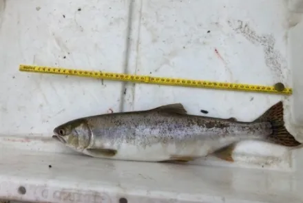 Bultrugzalm voor het eerst waargenomen in Nederland