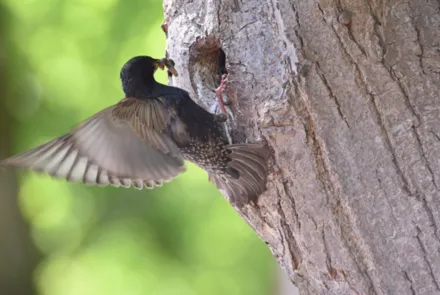 Hoe staat het met de natuur in het Drentse landschap? Basiskwaliteit Natuur Drenthe vertelt het.