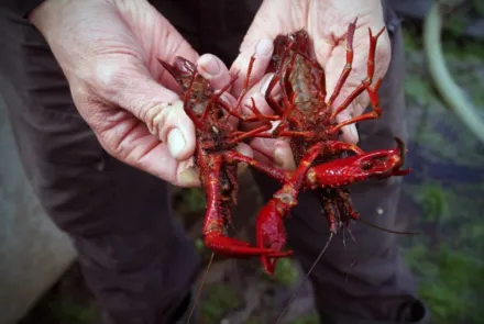 Cursus, presentatie en lezing over rivierkreeften in Nederland
