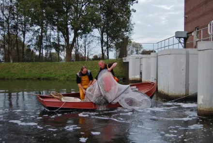 ATKB meet effectiviteit vispassage Doesburg (video)