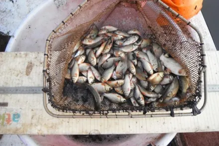 Beleidsstudies en advisering