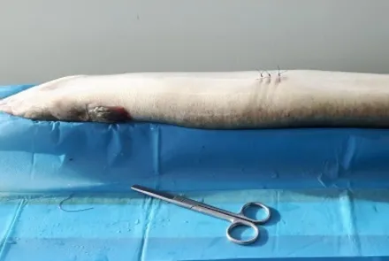 Telemetrisch onderzoek naar de paaimigratie van de Europese Aal