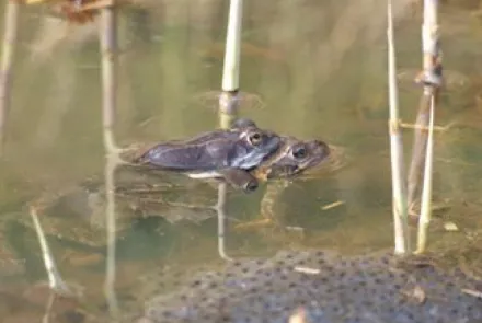 Ecologisch onderzoek Meerstad