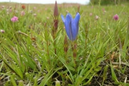 Florakartering Ameland