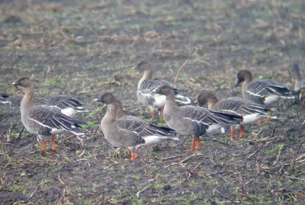 Onderzoek ganzen foerageergebieden Fochteloërveen