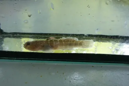 Monitoring ecologische ontwikkeling Nassauhaven en Persoonshaven