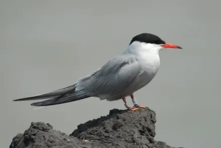 Passende Beoordeling Kwelderlandschap Marconi Buitendijks