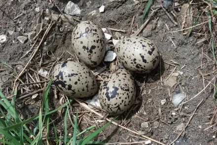 Ecologische begeleiding bouw Windpark Krammer