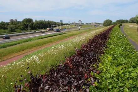 Monitoring ecologische verbindingszone Ypenburg