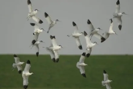Fan swiet nei sâlt (Van zoet naar zout)