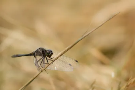 Insectenkarteringen (SNL)