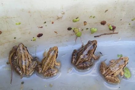 Ontheffingsaanvragen