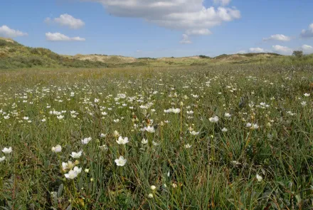 Flora-, vegetatie- en habitatkarteringen (SNL)