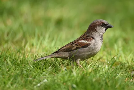 Quickscan soortenbescherming